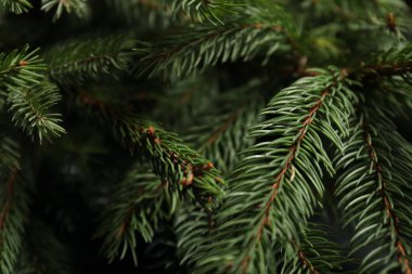 Arka plan olarak güzel Noel ağacı dalları, yakın plan