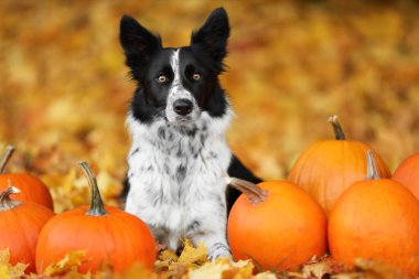 Sonbahar parkında şirin Border Collie köpekleri ve balkabakları