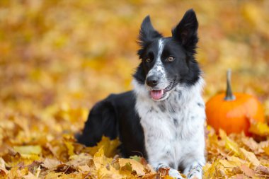 Sonbahar parkında şirin bir Border Collie köpeği ve balkabağı