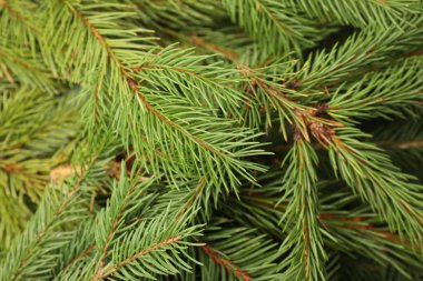 Arkaplan olarak yeşil Noel ağacı dalları, yakın plan