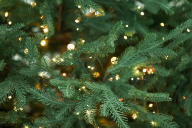 Bulanık Noel ışıkları olan fidan ağacı, yakın plan. Bokeh etkisi