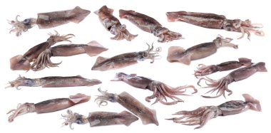 Beyazlar üzerinde izole edilmiş taze mürekkep balıkları.