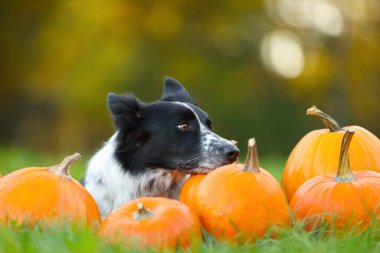 Sonbahar parkında şirin Border Collie köpekleri ve balkabakları