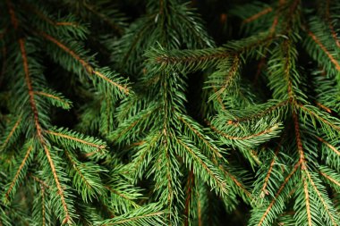 Arka plan olarak güzel Noel ağacı dalları, yakın plan