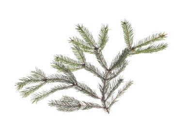 Güzel Noel ağacı dalları beyazlar üzerinde izole.