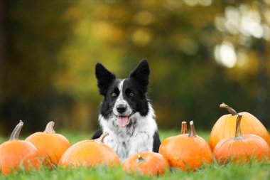Sonbahar parkında şirin Border Collie köpekleri ve balkabakları