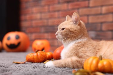 Cadılar Bayramı kutlaması. Şirin kedi, balkabağı ve sonbahar yaprakları.