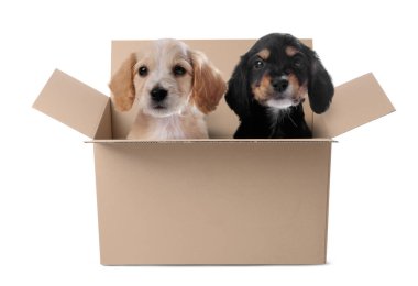 Beyaz arka planda karton kutuda sevimli yavrular.