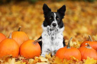 Sonbahar parkında şirin Border Collie köpekleri ve balkabakları