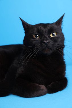 Açık mavi arka planda sevimli siyah kedi
