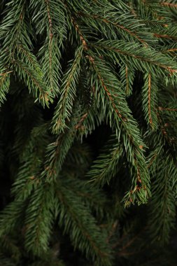 Arka plan olarak güzel Noel ağacı dalları, yakın plan