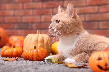 Cadılar Bayramı kutlaması. Şirin kedi, balkabağı ve sonbahar yaprakları.