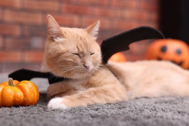 Cadılar Bayramı kutlaması. Yarasa kanatları olan sevimli bir kedi ve halı içinde kabaklar.