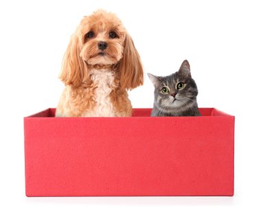 Beyaz arka planda hediye kutusunda sevimli kedi ve köpek
