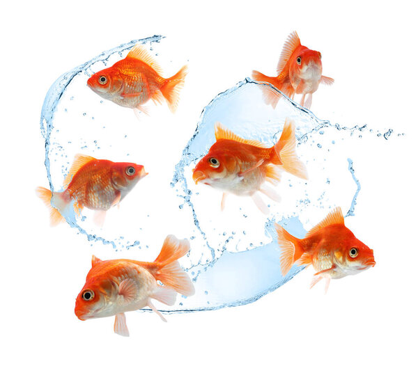 Золотая рыбка и брызги воды в воздухе на белом фоне
