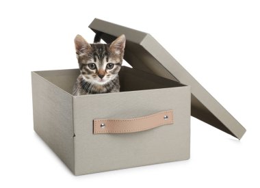 Beyaz arka planda kutuda sevimli kedi yavrusu
