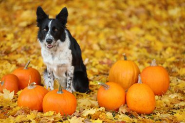 Sonbahar parkında şirin Border Collie köpekleri ve balkabakları