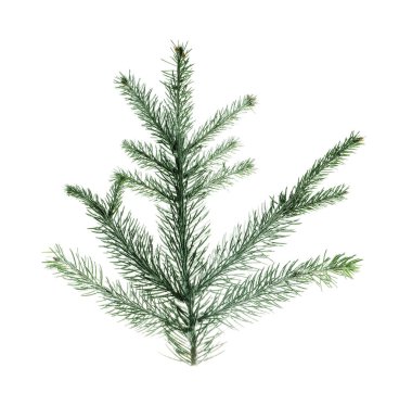 Güzel Noel ağacı dalları beyazlar üzerinde izole.