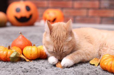 Cadılar Bayramı kutlaması. Şirin kedi, balkabağı ve sonbahar yaprakları.