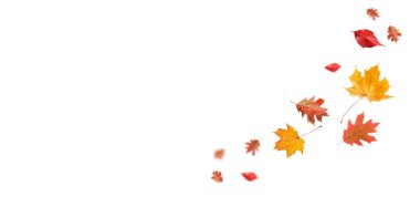 Beyaz arka planda sonbahar yaprakları havada uçuşuyor