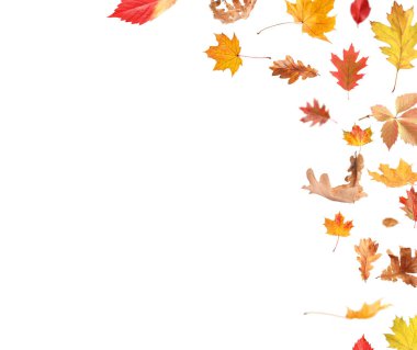 Beyaz arka planda sonbahar yaprakları havada uçuşuyor