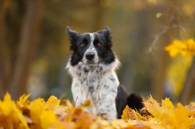 Sonbahar parkında altın yapraklı şirin bir Border Collie köpeği.