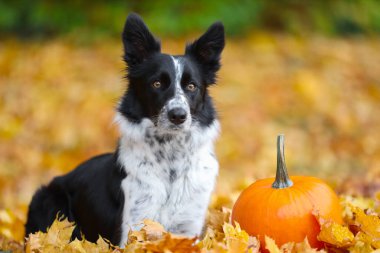 Sonbahar parkında şirin bir Border Collie köpeği ve balkabağı
