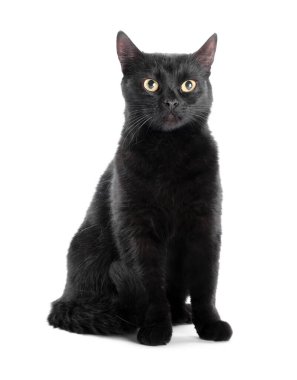 Beyaz arka planda sevimli siyah kedi. Sevimli hayvan