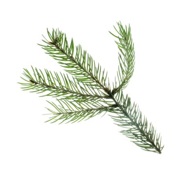 Güzel Noel ağacı dalı beyazda izole edilmiş.