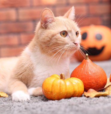 Cadılar Bayramı kutlaması. Şirin kedi, balkabağı ve sonbahar yaprakları.