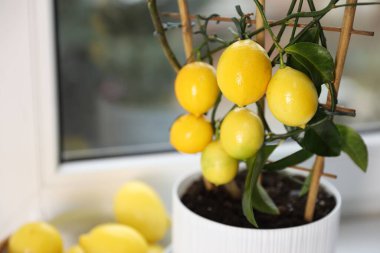 İçinde olgun meyveler olan limon ağacına yakın çekim. Metin için boşluk