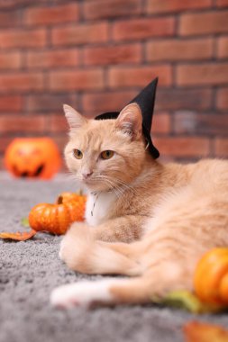 Cadılar Bayramı kutlaması. Cadı şapkası takmış şirin bir kedi ve kapalı alanda şenlikli bir dekor.
