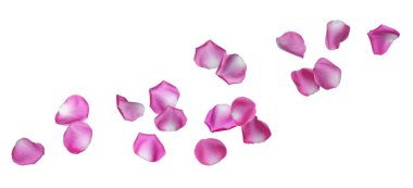 Beyaz arka planda havada uçuşan pembe gül yaprakları.