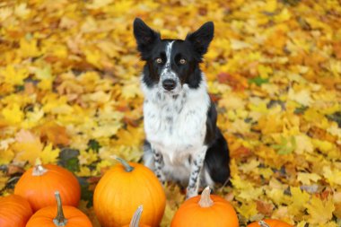 Sonbahar parkında şirin Border Collie köpekleri ve balkabakları