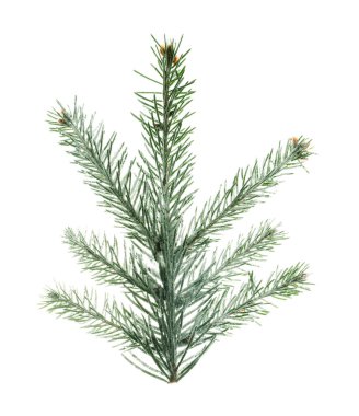 Güzel Noel ağacı dalları beyazlar üzerinde izole.