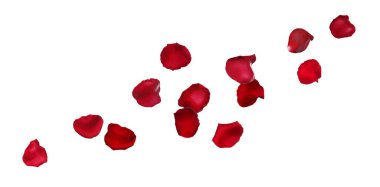 Beyaz arka planda kırmızı gül yaprakları uçuşuyor.