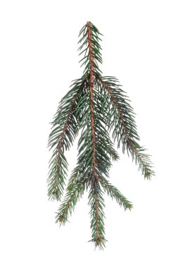 Beyaz üzerinde yeşil iğneler bulunan Noel ağacı dalları