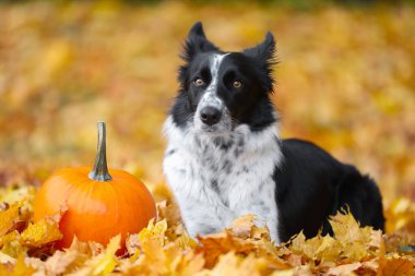 Sonbahar parkında şirin bir Border Collie köpeği ve balkabağı
