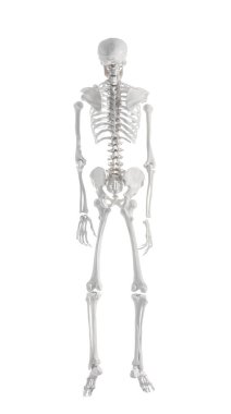 Beyaz arkaplanda yapay insan iskeleti modeli, arka plan