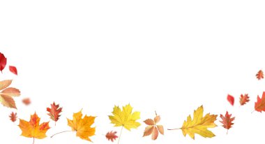 Beyaz arka planda sonbahar yaprakları havada uçuşuyor