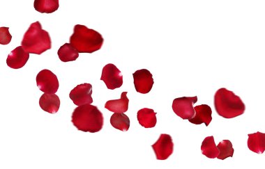 Beyaz arka planda kırmızı gül yaprakları uçuşuyor.