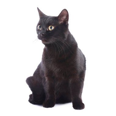 Beyaz arka planda sevimli siyah kedi. Sevimli hayvan