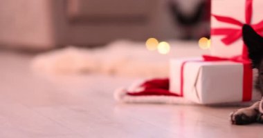 Evde Noel hediyeleri olan sevimli bir köpek, kamera sağa doğru hareket ediyor.