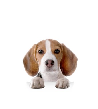 Beyaz arka planda gözetleyen sevimli bir köpek. Pençelerini pankartta tutan av köpeği