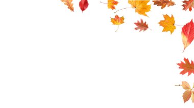 Beyaz arka planda sonbahar yaprakları havada uçuşuyor