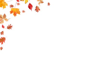 Beyaz arka planda sonbahar yaprakları havada uçuşuyor