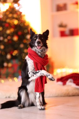 Noel için süslenmiş kırmızı eşarplı şirin bir köpek.