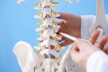 Açık mavi arka planda insan iskeleti modeli olan doktor, yakın plan.