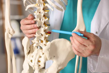 Hastanede insan iskeleti modeli olan bir doktor var.