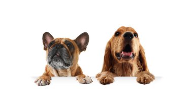 Köpekler beyaz arka planda dikizliyorlar. Hayvanlar pençelerini pankartta tutuyorlar